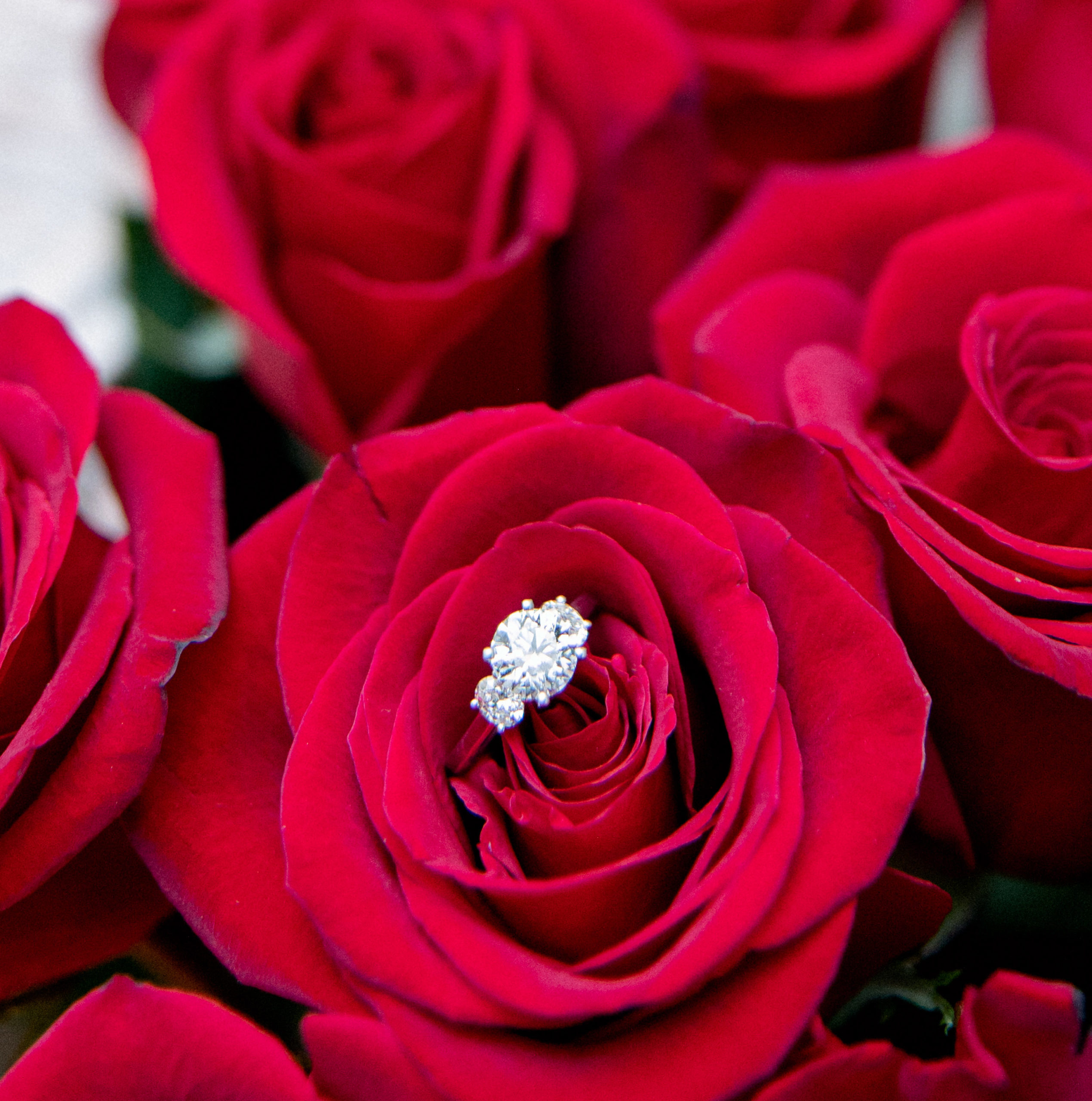engagement ring set in red roses